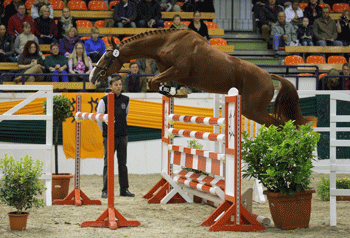 Trakehner stallion free jumping goes down well