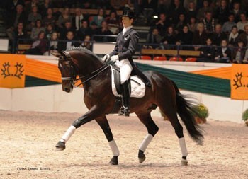 Distelzar – Trakehner Stallion of the Year