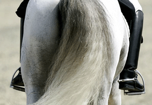 Mais conjuntos de Dressage nos J.O.de 2016