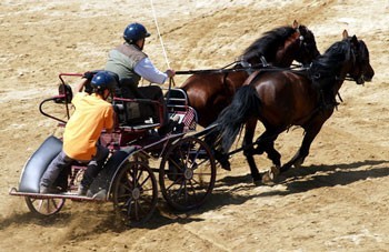 Estoi recebe derby de atrelagem em Outubro