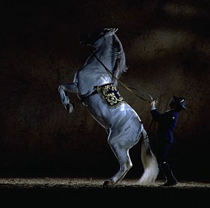 Spectacular Spanish «Dancing Horses» at Olympia