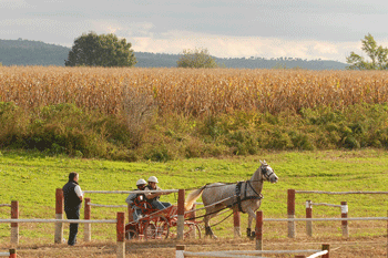 Saltos de Obstáculos e Atrelagem em foco na Golegã