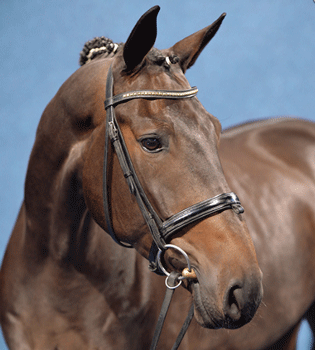 To be viewed worldwide: P.S.I. Dressage Horses live in Ankum