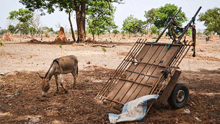 Moçambique aposta nos burros