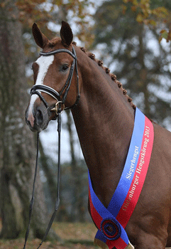 Champion Stallion by De Niro Fetches €910,000 at Oldenburg Auction