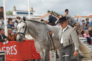 «Famoso», «Elmo» e “Baluarte da Broa” discutem título Campeão da Raça Lusitana