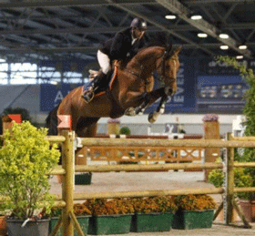 «Delphinium Del Sole» vendido à Stephex Stables