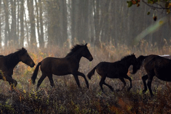 Controlo de natalidade de cavalos selvagens no Delta do Danúbio