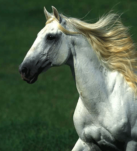 LEI DA IDENTIFICAÇÃO – Documento de Identificação Equina obrigatório