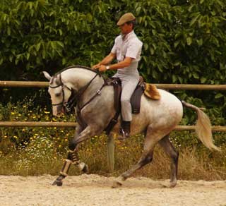 Jo&atilde;o Lynce ministra cl&iacute;nica de Equita&ccedil;&atilde;o de Trabalho em It&aacute;lia