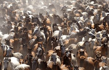 Fóssil de cavalo primitivo vem preencher algumas lacunas da história evolutiva destes animais