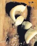 108815576266parasitas3