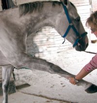 1095086936massagens_1_shoulder