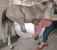 1095087068massagens_2_hipandhamstrings