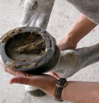 1095087243massagens_3_fetlockjoint