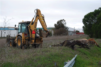Cinco cavalos abatidos a tiro em Beja