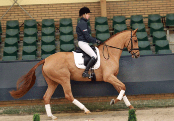 KWPN Online Auction Presents Collection (video)