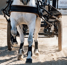 Curso para Candidato a Juiz Nacional e Juiz Nacional de Atrelagem