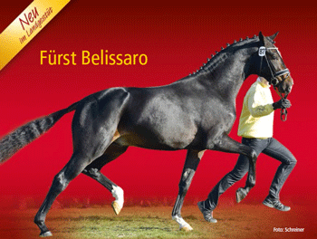 Os novos garanh&otilde;es &laquo;Celle&raquo; para 2014