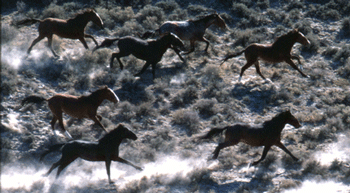 Cavalos &agrave; solta no Algarve preocupam GNR