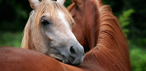 PSP apreende mais 7 cavalos em Évora