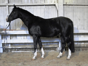 Joris de Brabander compra clone de Top Gun La Silla (vídeo) EQUISPORT