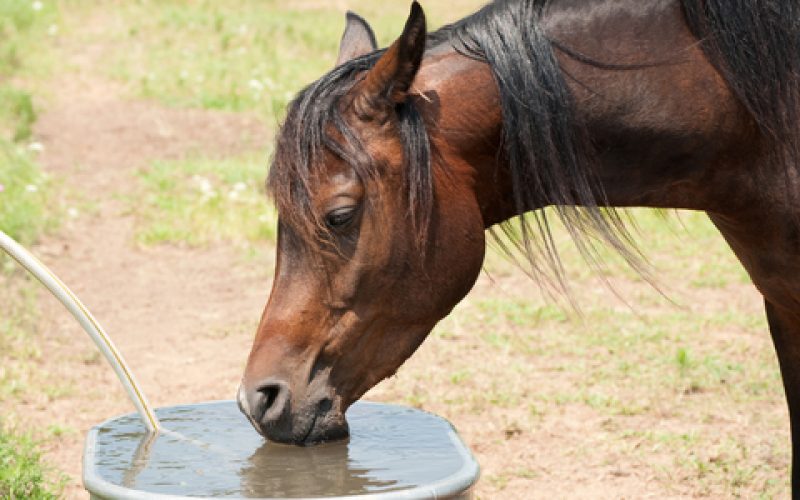 Dica do Mês «You can lead a horse to water, but…» EQUISPORT