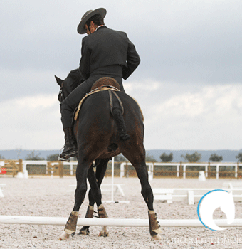 Curso de Juízes de Equitação de Trabalho em Fevereiro