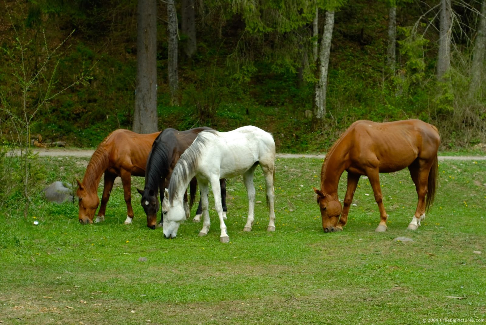 horses-pasture