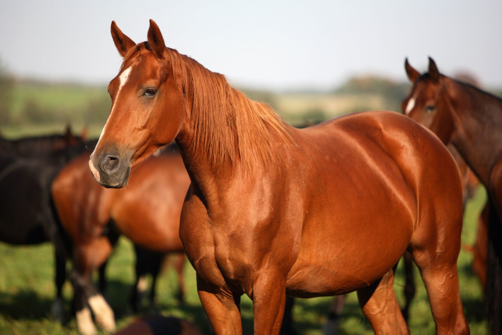 CHC  O cavalo isolado