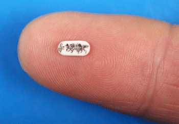 Chin&ecirc;s faz pintura min&uacute;scula para comemorar Ano do Cavalo