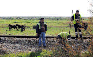 Cavalo é atropelado por comboio na Linha do Algarve