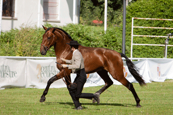 6 Garanh&otilde;es autorizados &agrave; reprodu&ccedil;&atilde;o na Ra&ccedil;a Lusitana