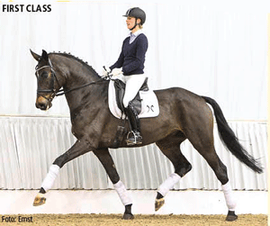 Dutch Dressage Stable Purchased Hanoverian Price Highlight (video)