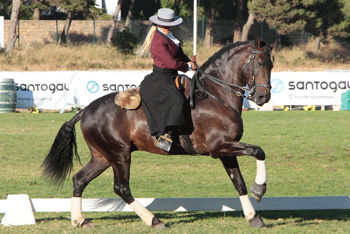 Melhor Cavalo Lusitano de Toureio em 2013