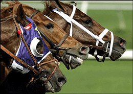 Apostas em corridas de cavalos ficam sob a alçada do Turismo de Portugal