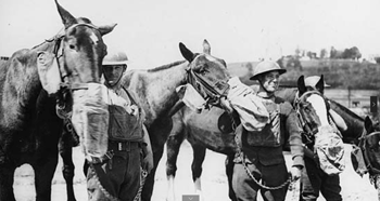 Cavalos: as vítimas esquecidas da I Guerra Mundial