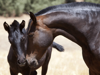 Leilão de cavalos rendeu 500 mil euros em Cuba