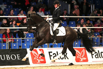 From Denmark: The 2014 Stallion Collection