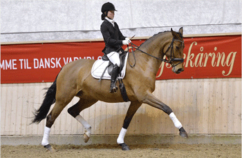 Tomorrow's top sport horses