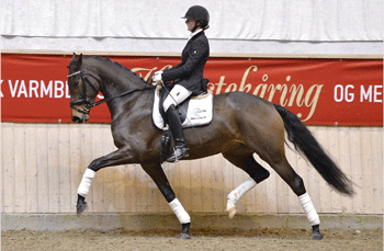 Dam’s Dustaire sold for 500,000 DKK