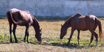 Autarquia de Cascais impedida de resgatar éguas abandonadas