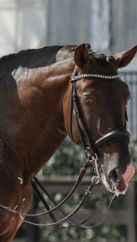 «Sal» o melhor garanhão Lusitano do ranking Mundial de Raças