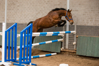 Top breeder Cees Klaver auctions 59 show jumpers