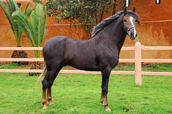 The Moroccan Barb horse honoured at the World Equestrian Games