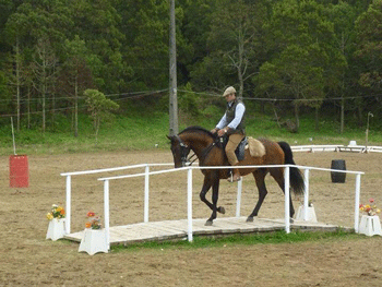 Resultados da I Feira do Cavalo da Ilha Terceira
