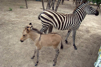 Nasceu o primeiro «zebrasno» no México (VÍDEO)