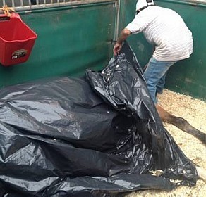 Cavalos morrem electrocutados na Sociedade Hípica Brasileira