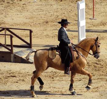 Campeonato de Equita&ccedil;&atilde;o de Trabalho vai arrancar em &Eacute;vora (Actualizada)