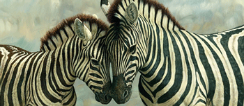 Porque têm riscas as zebras?